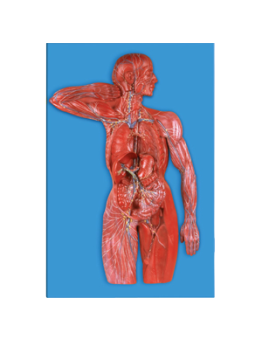 LYMPATHIC MODEL
